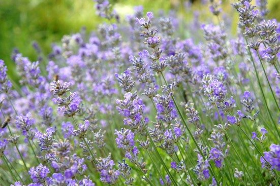 Lavendelblüten | Energie und Aura Spray - 50ml